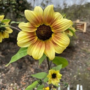 Meet your Posher, Angel